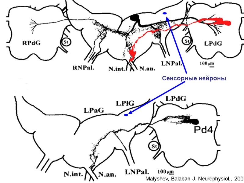 Сенсорные нейроны Malyshev, Balaban J. Neurophysiol., 2002